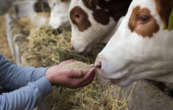 Cow welfare