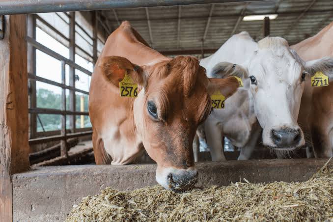 Cow Welfare